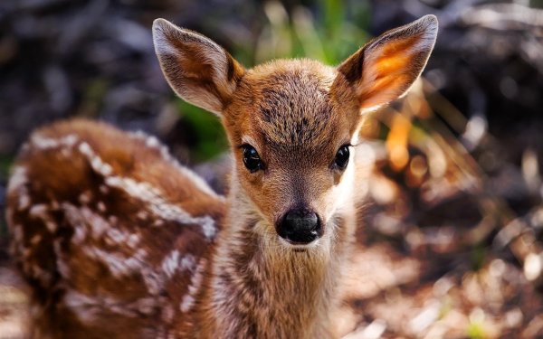 Маленький Олененок