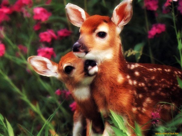 Пятнистый олень самка