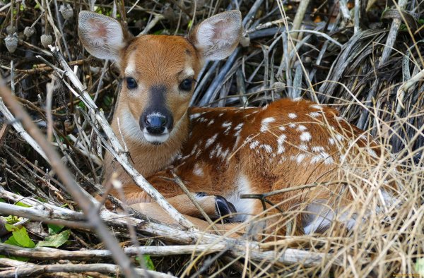 Милые Оленята