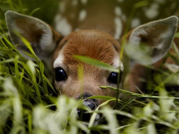 Олененок на природе