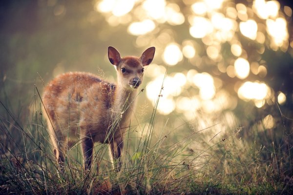 Оленята Весна
