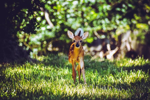 Олененок в ромашках
