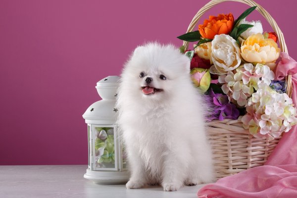 Шпиц собака