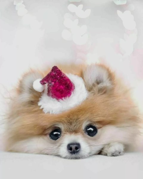 Мимишный шпиц померанский