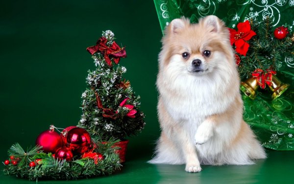 Померанский шпиц