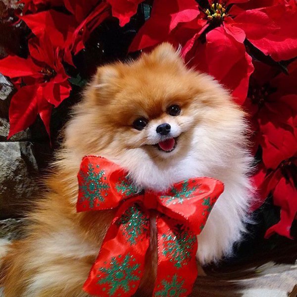 Померанский шпиц в год