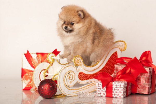 Шпиц в новогоднем колпачке