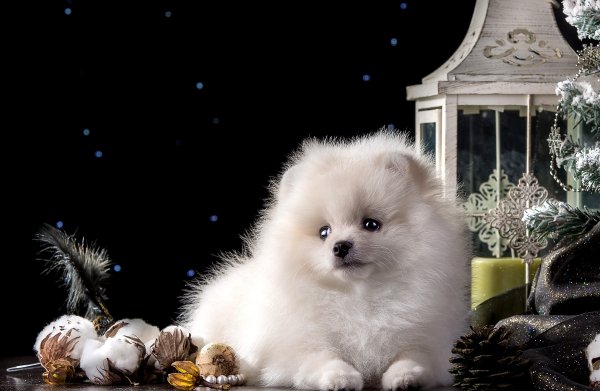 Шпиц короткошерстный