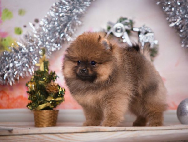 Королевский шпиц белый