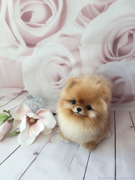 Королевский шпиц рыжий