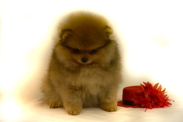 Померанский шпиц