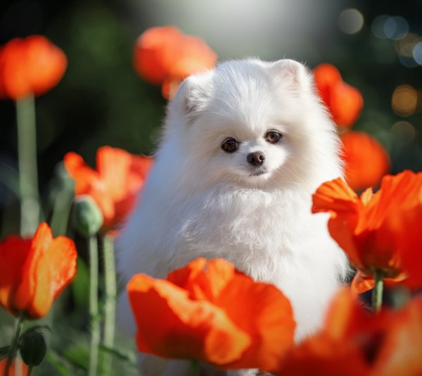 Померанский шпиц чепрачный