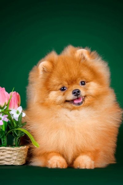 Щенки шпица