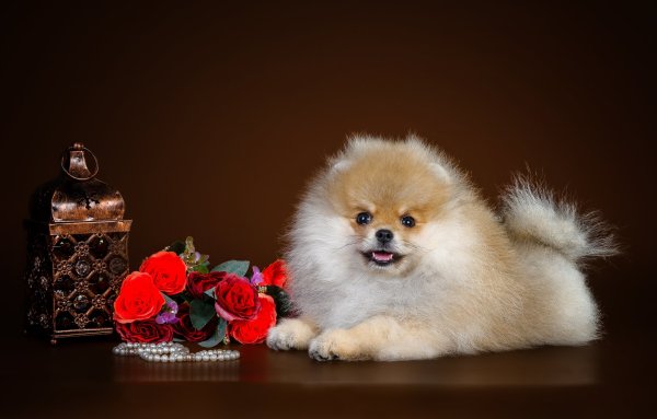 Померанский шпиц Boo