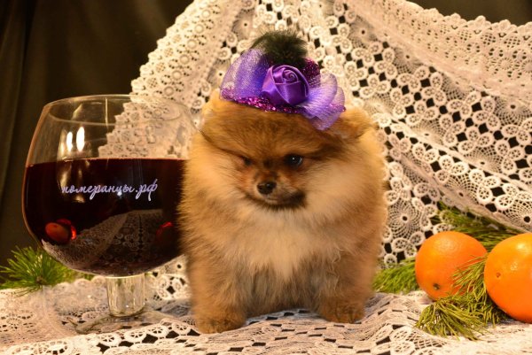 Померанский шпиц