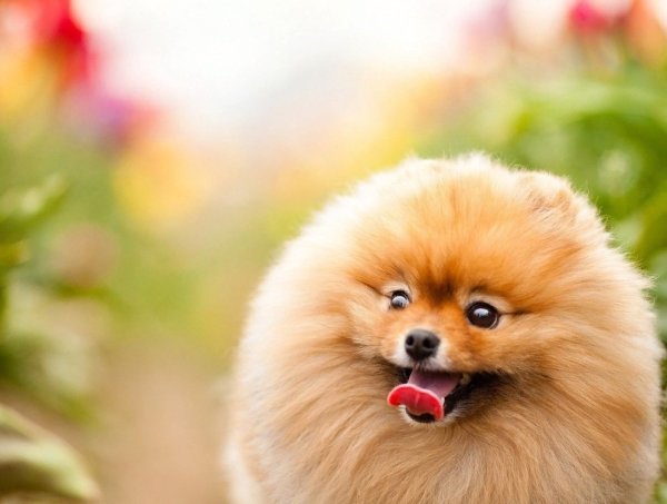 Австралийский шпиц