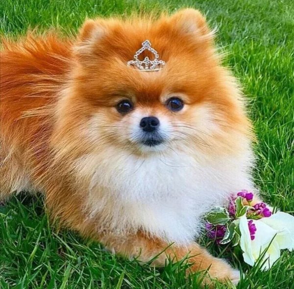 Порода собак шпиц