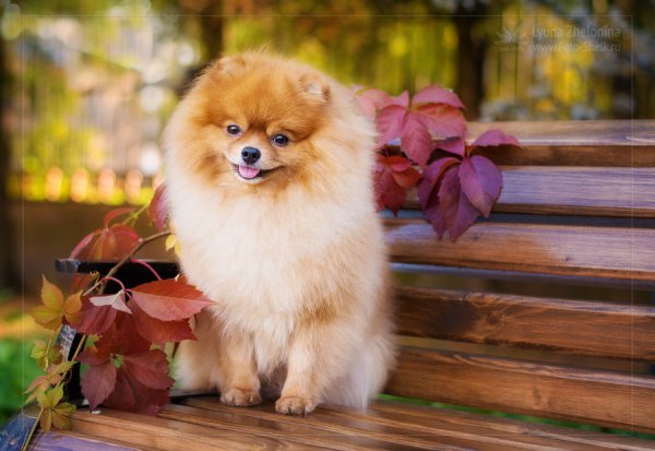 Шпиц терьер померанский