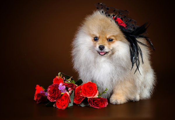 Померанский шпиц