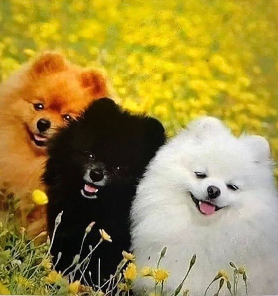 Шпиц на весь экран