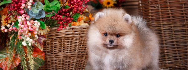 Померанский шпиц Весна