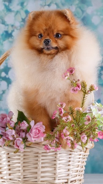 Померанский шпиц jiffpom белый