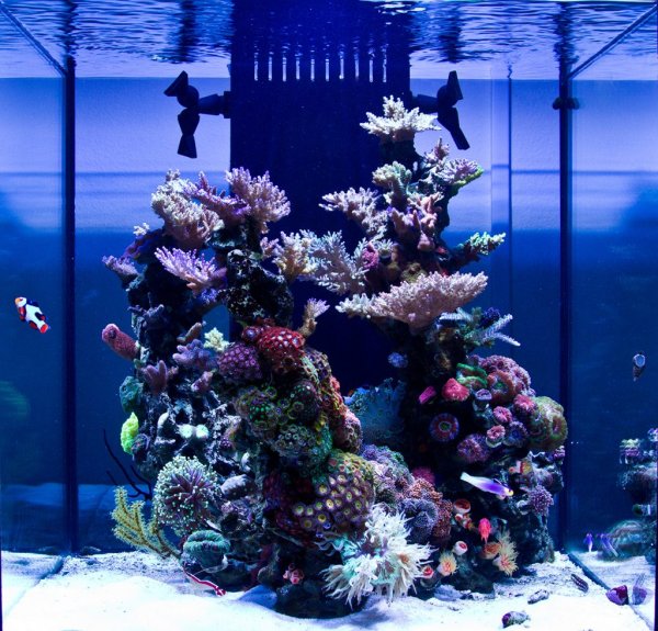 Морской аквариум Nano Reef