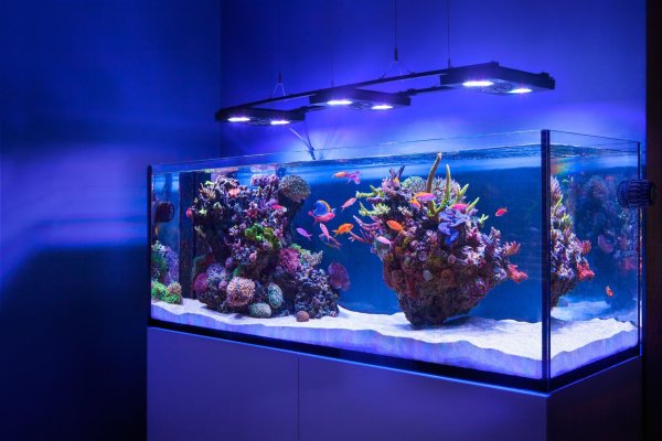 Морской аквариум Reef