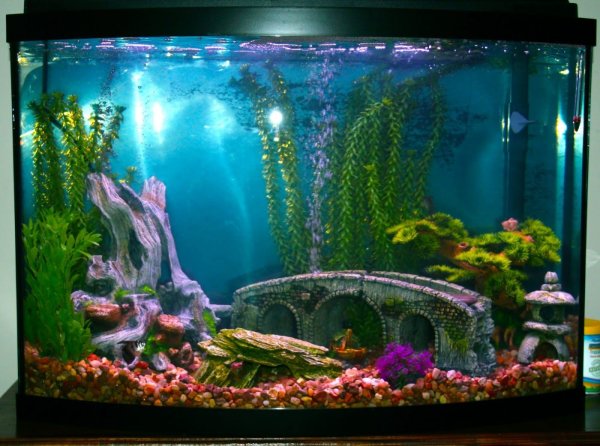 Морские рыбки