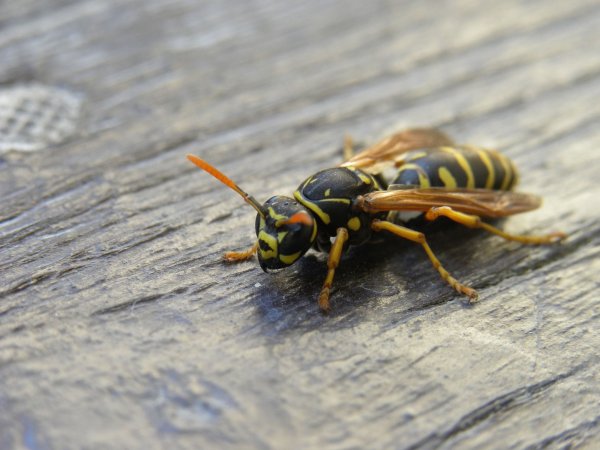 Овод и Шершень