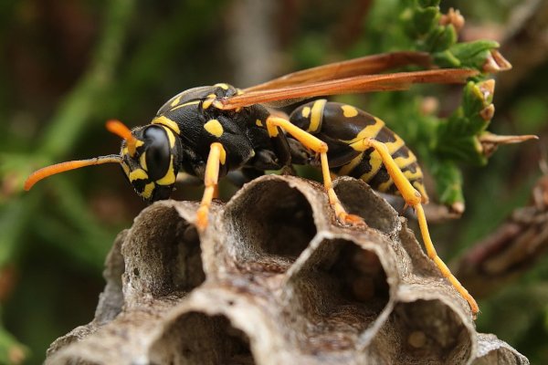Wasp Оса