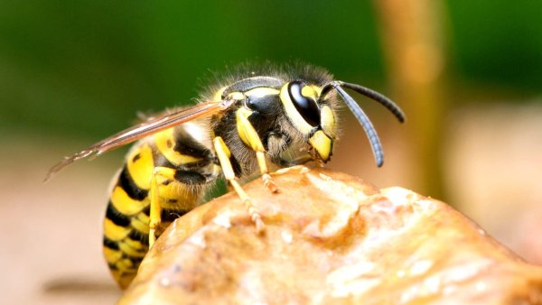 Wasp Оса