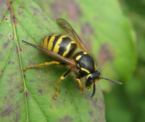 Оса Лесная (Vespa (Dolichovespula) Sylvestris Scopoli)