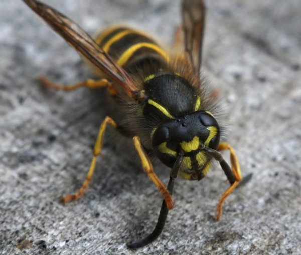 Оса Лесная (Vespa (Dolichovespula) Sylvestris Scopoli)