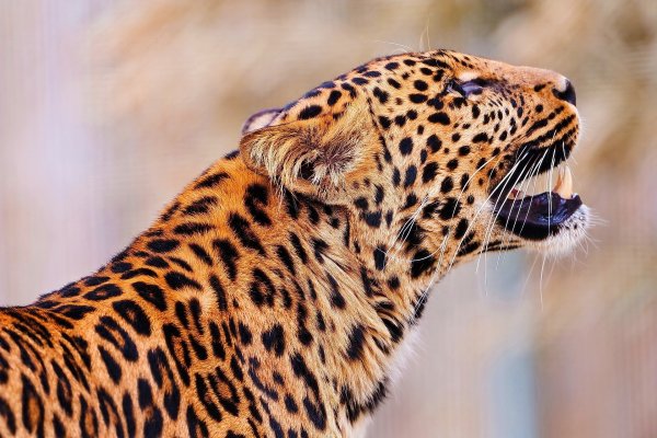 Картинки леопард (33 фото)