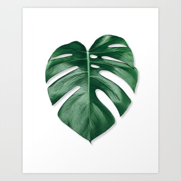 Монстера – Monstera схема