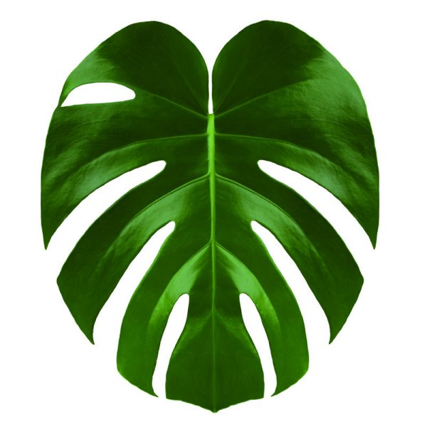 Тропические лист Monstera