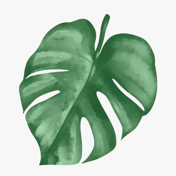Monstera вектор