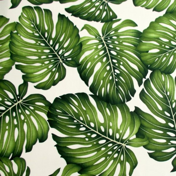 Monstera acacoyaguensis