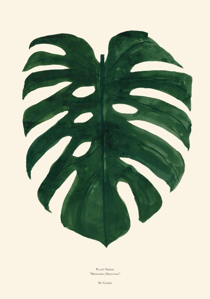 Monstera делицоса