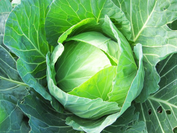 Brassica oleracea - капуста Огородная