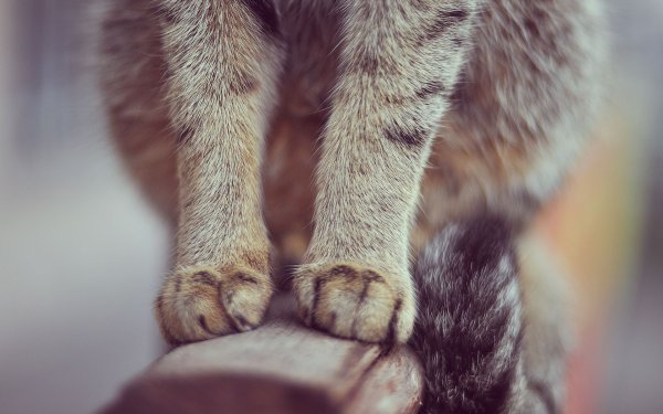 Кошкины лапки
