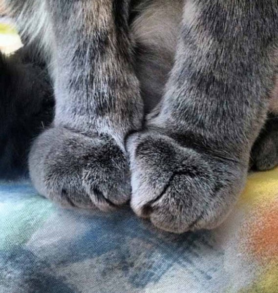 Ноги кошки