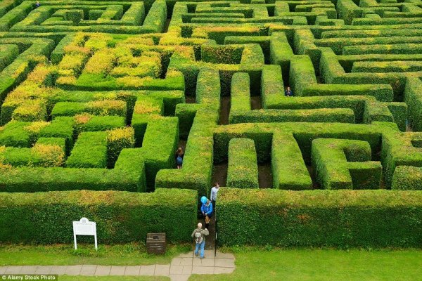 Traquair Maze (Шотландия)