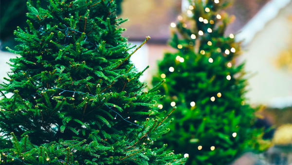 Green Trees ель Нордман премиум 1.8