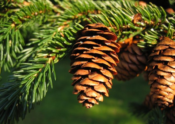 Ель красная Picea Rubens