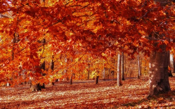 С золотой осенью