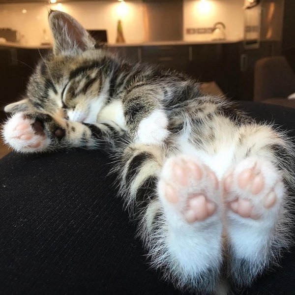 Кошачьи пяточки