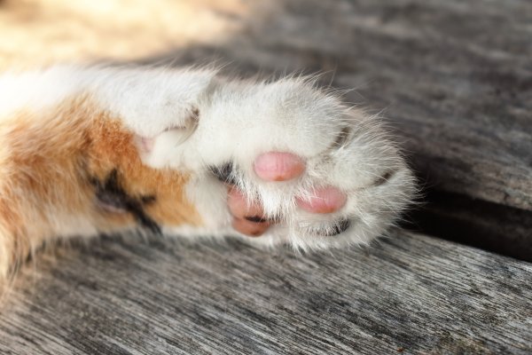 Лапа кота