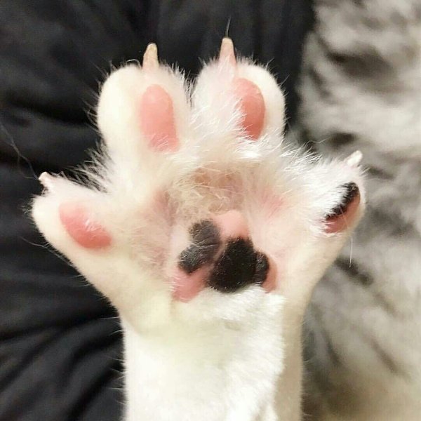Кошачьи лапки подушечки